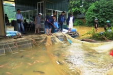 Thủy điện Tuyên Quang xả lũ, hơn 70 tấn cá bị cuốn trôi