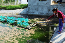 Hà Tĩnh: Hơn 30 vạn con tôm chết trắng hồ nghi do thuốc trừ sâu