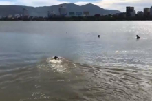 Cứu cô gái nhảy cầu tự vẫn tại sông Hàn, một nam thanh niên mất tích