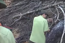 Cháy rụi gần 20 ha rừng nguyên sinh ở Quảng Nam