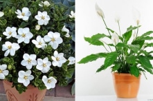 10 loại cây giúp bạn có những giấc ngủ ngon