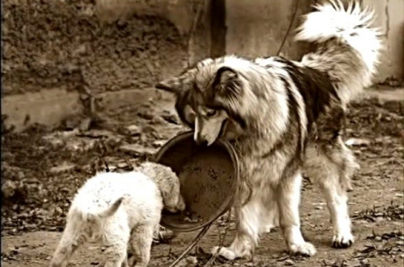 Chú chó sắp chết nhưng vẫn giúp đỡ đồng loại