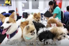 Công ty Thái Lan khuyến khích nhân viên mang thú cưng đi làm để giảm áp lực