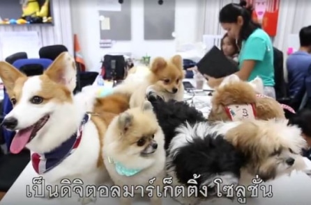 Công ty Thái Lan khuyến khích nhân viên mang thú cưng đi làm để giảm áp lực