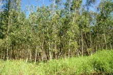 Cà Mau: Bồi thường hơn 4 tỷ đồng cho 130 hộ dân bị thu hồi đất trái quy định