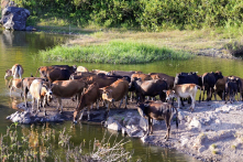 Dịch lở mồm long móng tại Gia Lai có nguy cơ bùng phát cao