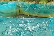 Hậu ‘cá lóc bay’: Sở VHDL kêu gọi 50 triệu USD xây dựng resort cao cấp tại Cồn Sơn