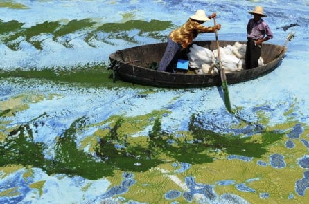 Trung Quốc: 40 loài thực vật tuyệt chủng do môi trường bị hủy hoại