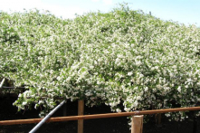 Chiêm ngưỡng vẻ đẹp của bụi hoa hồng trắng cổ thụ lớn nhất thế giới