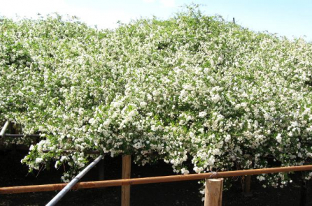 Chiêm ngưỡng vẻ đẹp của bụi hoa hồng trắng cổ thụ lớn nhất thế giới