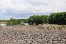 Nghệ An: Rừng ngập mặn suy giảm nghiêm trọng