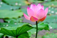 Không chỉ cần đọc sách, bạn cần rèn luyện 4 đức tính này để trở thành ‘người có văn hóa’
