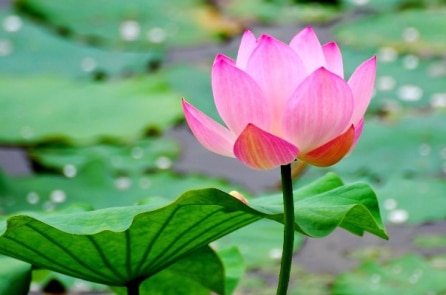 Không chỉ cần đọc sách, bạn cần rèn luyện 4 đức tính này để trở thành ‘người có văn hóa’