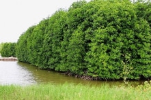 Cho khai thác trắng 25,8 ha rừng đặc dụng, 5 cán bộ Sở NN-PTNT Bến Tre lĩnh án tù