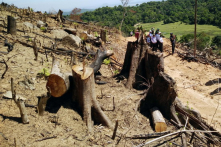 61 ha rừng bị tàn phá: Khiển trách, cảnh cáo Hạt trưởng, Hạt phó