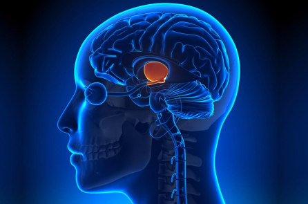 Suối nguồn tươi trẻ có thể ẩn sâu ngay trong bộ não chúng ta