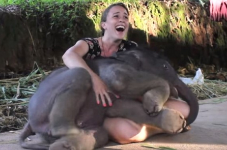 Voi con nô đùa và ‘làm nũng’ với người như một đứa trẻ (Video)