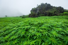 Trung Quốc đã trở thành “cường quốc cần sa”