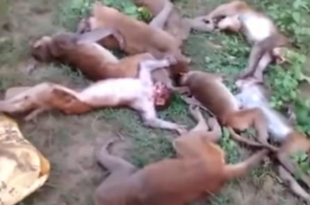 Video: 12 con khỉ chết bất đắc kỳ tử vì bị hổ dọa?