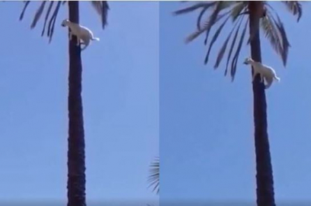 Bạn đã từng nhìn thấy dê leo… cây dừa? (Video)