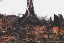 Điều tra vụ phá rừng nghiêm trọng tại Bình Định: Hơn 43ha rừng tự nhiên biến mất