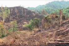 Nghệ An: Cách chức Trưởng ban Tuyên giáo Huyện ủy và 9 cán bộ liên quan đến phá rừng