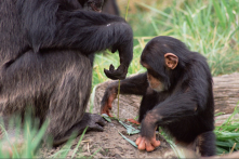 Video: Các bà mẹ động vật dạy con kỹ năng sống như thế nào?