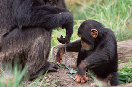 Video: Các bà mẹ động vật dạy con kỹ năng sống như thế nào?