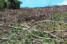Bình Định: Thêm 20 ha rừng tại huyện Hoài  Ân bị chặt phá
