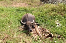 Hải Dương: 9 con trâu bị kẻ xấu chặt đứt chân ngoài đồng