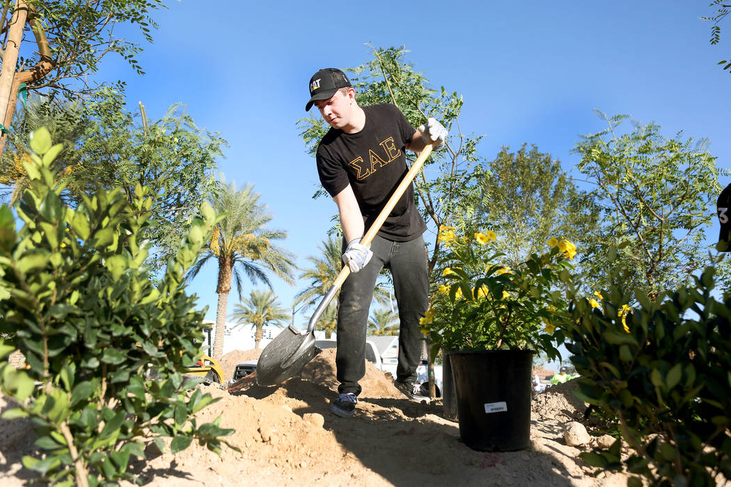 Volunteer and Las Vegas local Jonah Hamelmann, helps plant the memorial garden donated by Stone Rose Landscape on East Charleston Blvd. and South Casino Center Blvd. in Las Vegas, Thursday, Oct. 5 ...