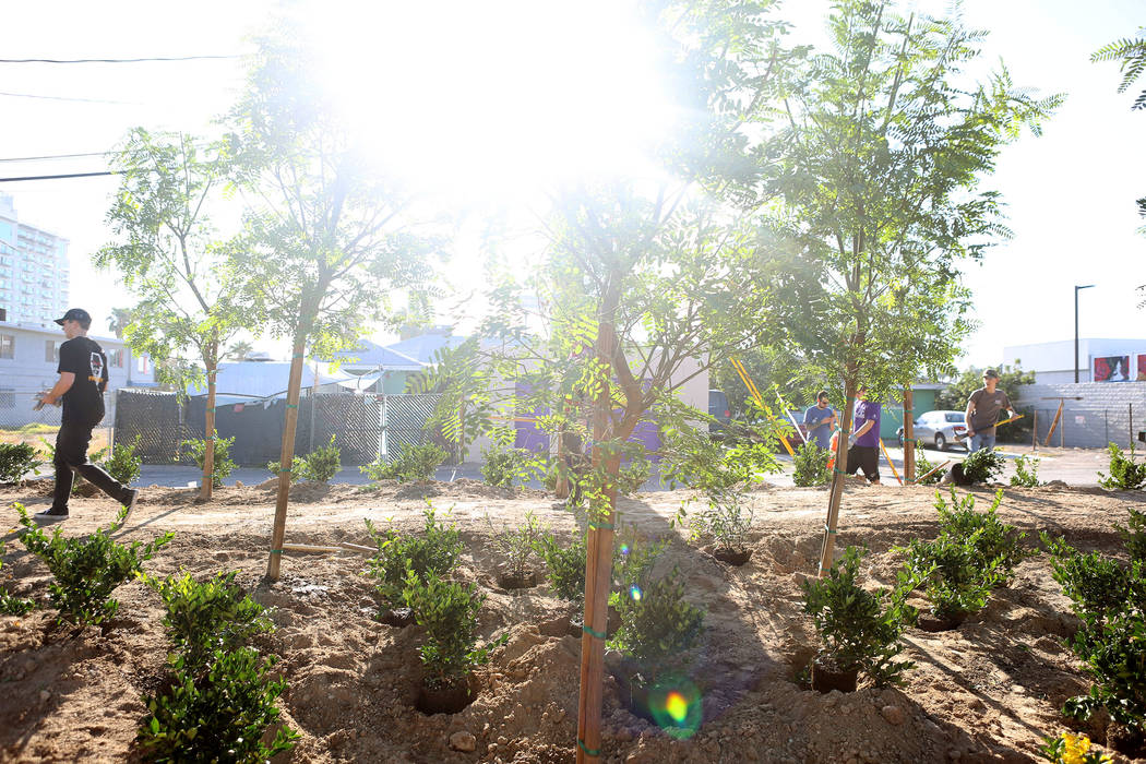 The memorial garden donated by Stone Rose Landscape is planted on East Charleston Blvd. and South Casino Center Blvd. in Las Vegas, Thursday, Oct. 5, 2017. Elizabeth Brumley Las Vegas Review-Journ ...