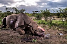 15+ bức ảnh đạt giải cuộc thi Nhiếp ảnh gia Cuộc sống hoang dã của năm