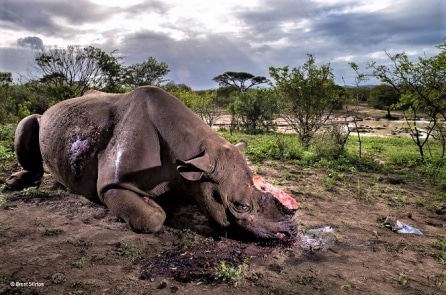 15+ bức ảnh đạt giải cuộc thi Nhiếp ảnh gia Cuộc sống hoang dã của năm