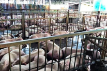 Đề xuất tiêu hủy toàn bộ 3.750 con heo bị tiêm thuốc an thần