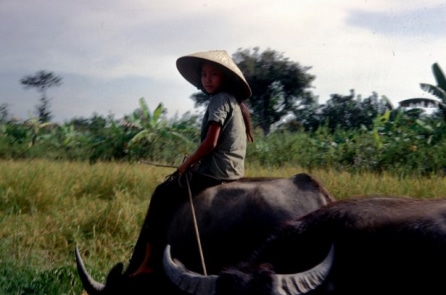 Những bức ảnh màu về làng quê Việt xưa