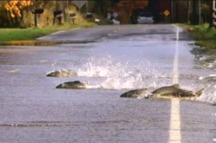 Cảnh tượng thú vị: Cá tung tăng bơi qua đường ở tiểu bang Washington