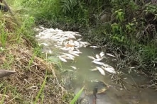 Quảng Ngãi: Cá chết la liệt nghi do nước thải từ trang trại nuôi heo