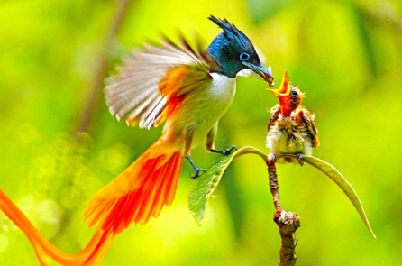 Chiêm ngưỡng vẻ đẹp rực rỡ của những loài “chim thiên đường”