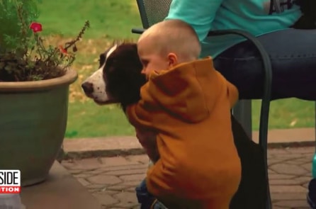 Cậu bé 2 tuổi đi lạc được 2 chú chó trung thành bảo vệ