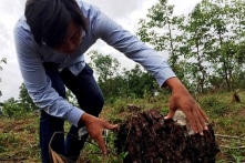 Thừa Thiên Huế: Gần 3.000 m2 rừng thông đặc dụng bị chặt phá