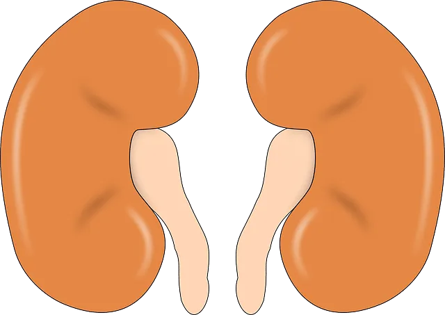 kidney 147499 640