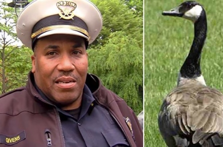 Ngỗng mẹ đến gần xe tuần tra và “cầu cứu” cảnh sát