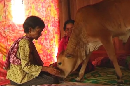 Góa phụ Campuchia cưới một chú bê vì tin rằng đó là người chồng đã chết luân hồi