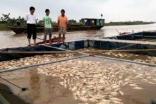 Thái Bình: Gần 80 tấn cá lồng của một hộ dân chết trắng mặt sông sau lũ