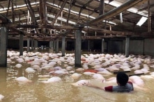 Thanh Hóa: Cảnh hàng trăm con lợn con vùng vẫy cố thoát chết trong lũ