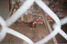 Làm rõ trách nhiệm bồi thường vụ rò rỉ hơn 1 tấn khí amoniac