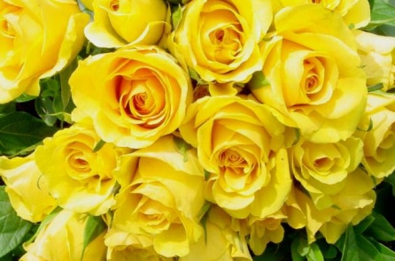 “Bây giờ tôi đã biết bí mật vì sao những bông hoa gục đầu chán nản”