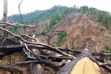 Rừng nguyên sinh còn nguyên vẹn tại Việt Nam chiếm tỷ lệ quá thấp, chỉ 0,25%