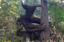 21 cái cây có hình thù kỳ lạ làm bạn liên tưởng tới các thứ khác